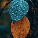 mosayebiki-83